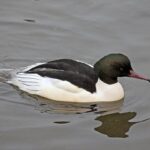 Mergus_merganser_-Sandwell_-England_-male-8