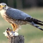 Merlin_prey_fencepost_Cochrane_cropped