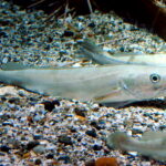 Merluccius_merluccius.002_-_Aquarium_Finisterrae