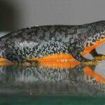 Mesotriton_aplestris_side_view_chrischan