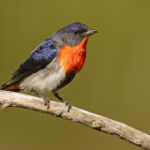 Mistletoebird_-_Round_Hill_Nature_Reserve