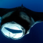 Mobula+cf.+birostris+(1+of+1)