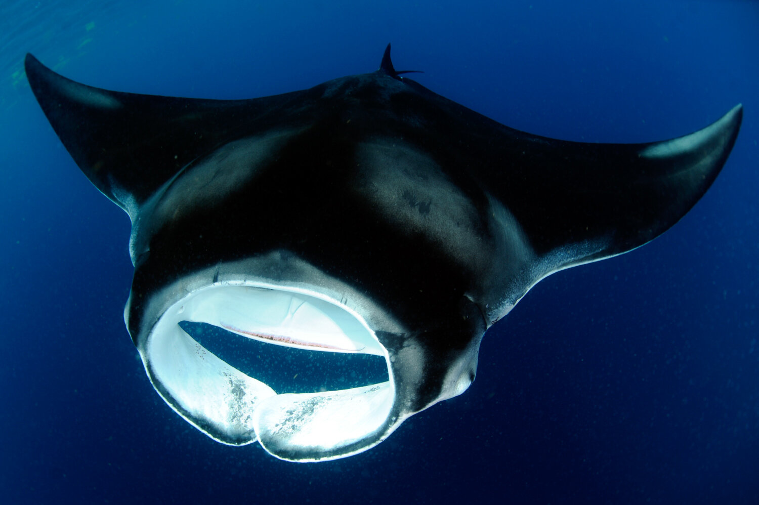 Manta obrovská