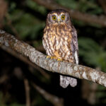 Morepork_0A2A7676