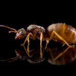 Mrowka-lasius-flavus.