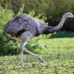 Nandu_Rhea_americana_Tierpark_Hellabrunn-1
