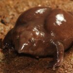 Nasikabatrachus_sahyadrensis_Davidraju_IMG_3616