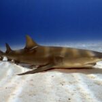 Negaprion-brevirostris-725×483