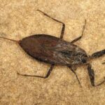 Nepa cinerea big