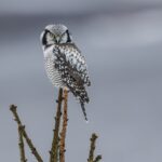Northern Hawk Owl Andrew W Clarke