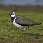 Northern-Lapwing-Vanellus-vanellus