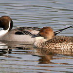 Northern_Pintails_(Male_&_Female)_I_IMG_0911
