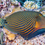 Orange-lined-triggerfish-Balistapus-undulatus