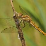 Orthetrum-brunneum-2007_-06_-01-11_-15_-12_-dolni_-krupa