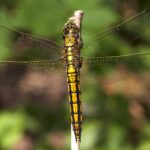 Orthetrum_cancellatum_top