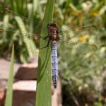 Orthetrum_coerulescens