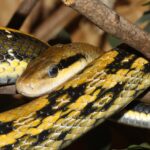 Orthriophis-taeniurus-schönnatter
