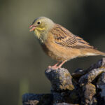 Ortolan_bunting_in_Sierra_de_Guara,_Aragon,_Spain