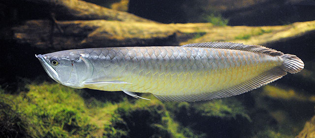 Arowana dvojvousá