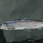 Our-study-species-vendace-Coregonus-albula-L-Photograph-by-Jussi-Murtosaari