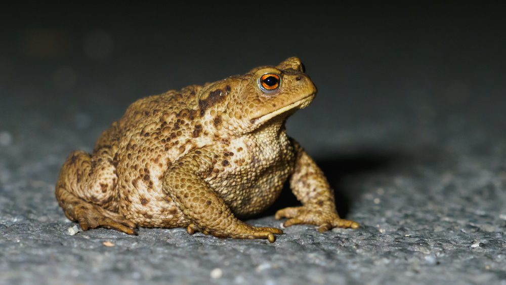 Ropucha obecná