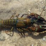 Pacifastacus_leniusculus_01_by-dpc