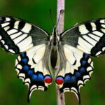 PapilioMachaon2016_001
