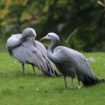 Paradieskranich_Anthropoides_paradisea_Tierpark_Hellabrunn-5