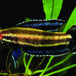 Parosphromenus-bintan-adult-male
