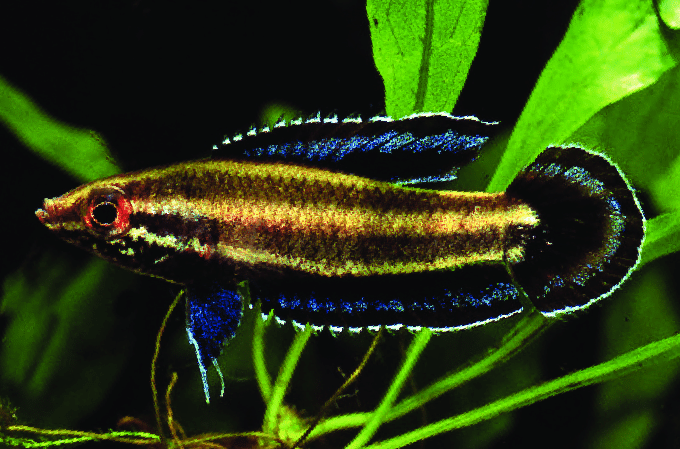 Parosphromenus bintan