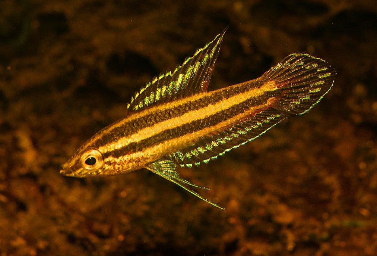 Parosphromenus anjunganensis