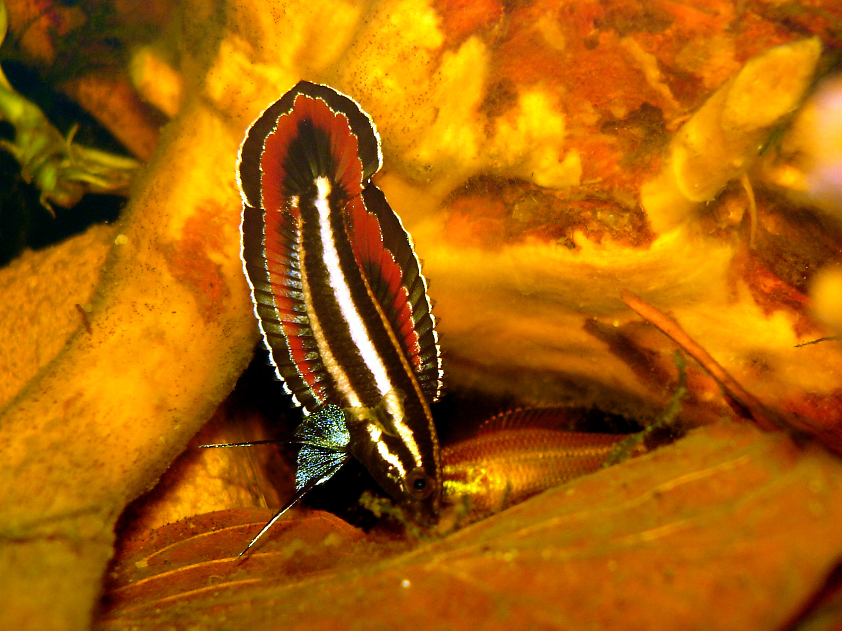 Parosphromenus alfredi
