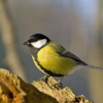 Parus_major_m