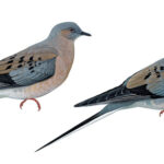 Passenger-Pigeon