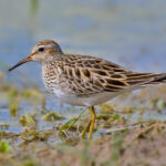 Pectoral_Sandpiper3