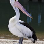 Pelican_lakes_entrance02