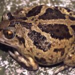 PelobatesFuscus