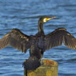 Phalacrocorax_carbo02