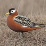 Phalaropus_fulicarius_98755138_(cropped)