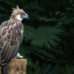 Philippine-Eagle-6_ALAIN-PASCUA_copyrighted-scaled.jpg