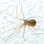 Pholcus_opilionoides