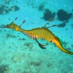 Phyllopteryx_taeniolatus1