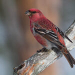 Pine_Grosbeak_(Pinicola_enucleator)_(13667564073)
