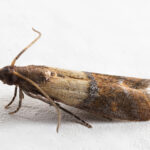 Plodia interpunctella