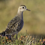 Pluvialis_dominica