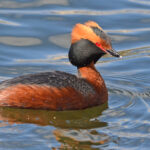 Podiceps_auritus_(13909539717)