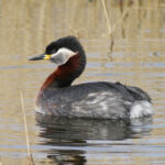 Podiceps grisegena