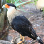 Polyborus-plancus-audubonii