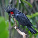 Probosciger_aterrimus-20030511B