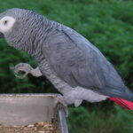 Psittacus_erithacus_-perching_on_tray-8d